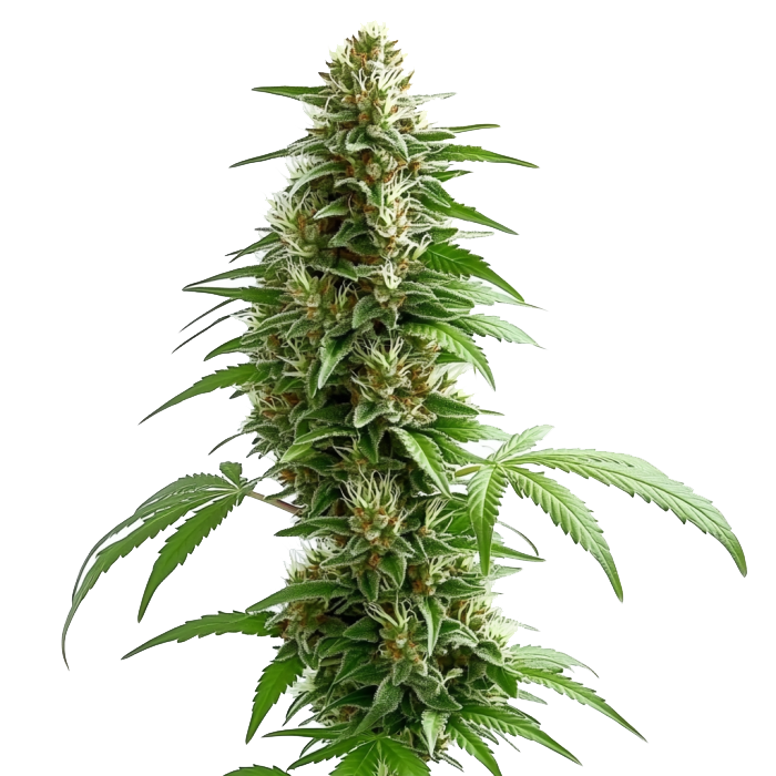Green Crack Auto – Blimburn Seeds