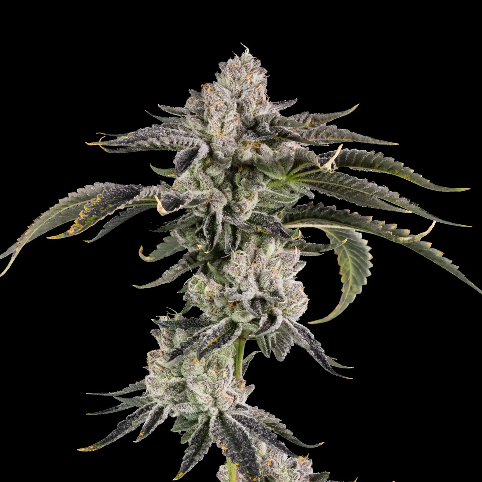 Gridlock Feminized – Alchimia Grow Shop