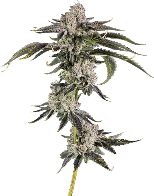 Gridlock Feminized – Alchimia Grow Shop