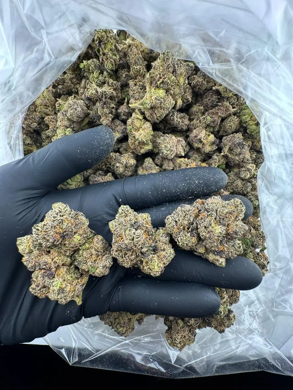 Gridlock Feminized – Alchimia Grow Shop