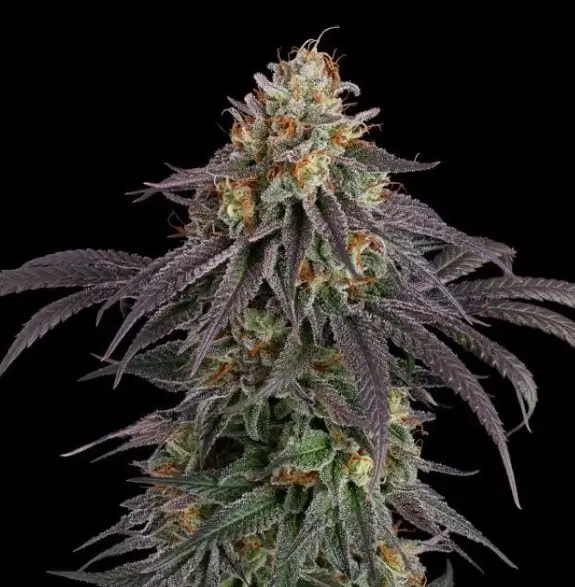 Guava Root GMO Autoflower – Alchimia Grow Shop
