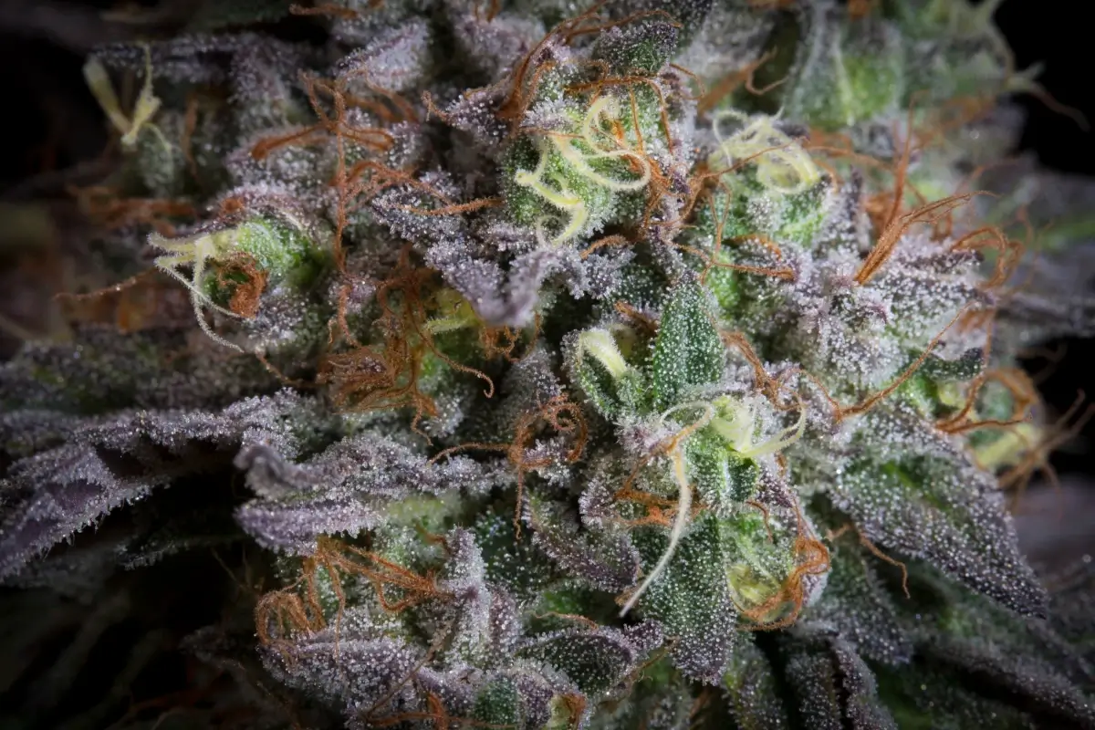Gulupa Feminized – Alchimia Grow Shop