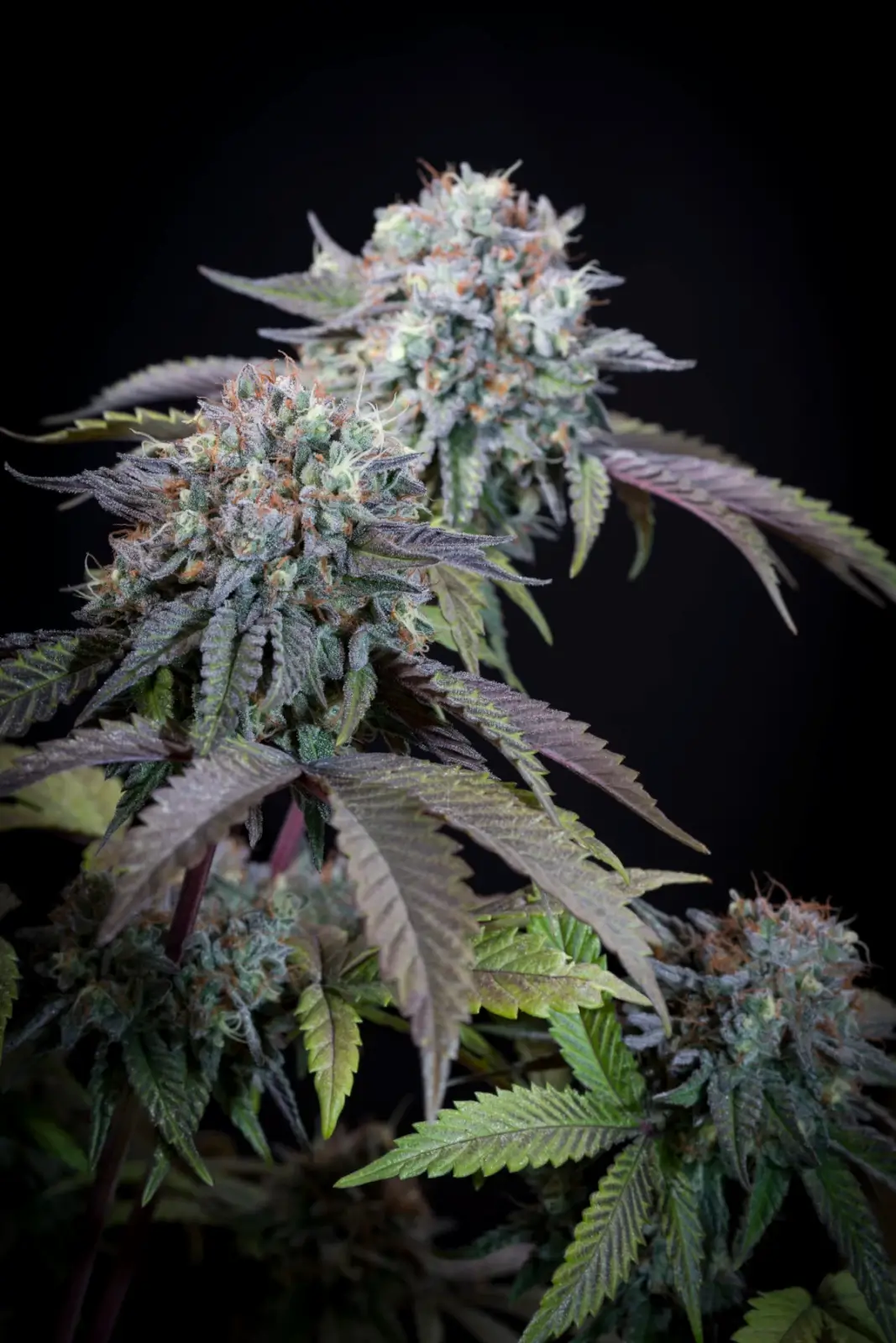 Gulupa Feminized – Alchimia Grow Shop