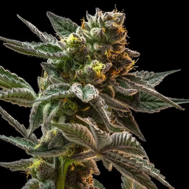 Gush Mintz Feminized – Alchimia Grow Shop