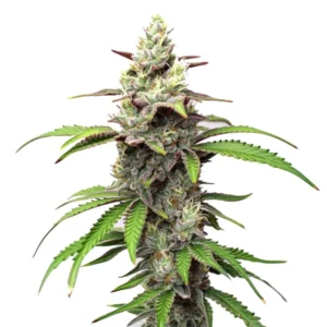 Gush Mints – Blimburn Seeds