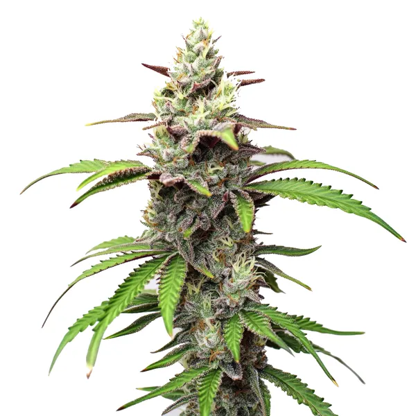 Gush Mints – Blimburn Seeds