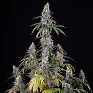 Gushers – Royal Queen Seeds