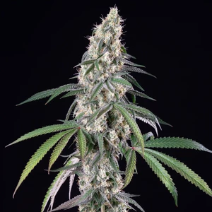 Gushers – Royal Queen Seeds