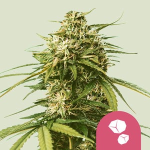 Gushers – Royal Queen Seeds