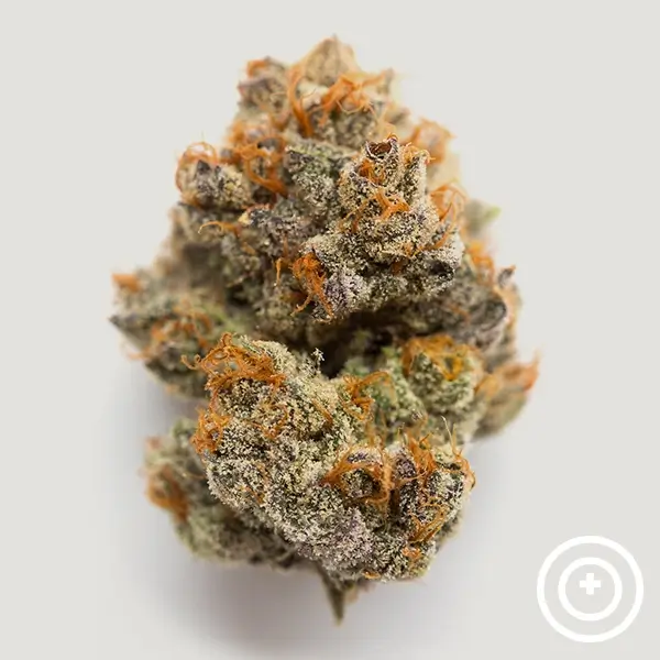 Habibi Feminized – Alchimia Grow Shop