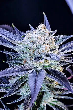 Haters Killah Feminized – Alchimia Grow Shop