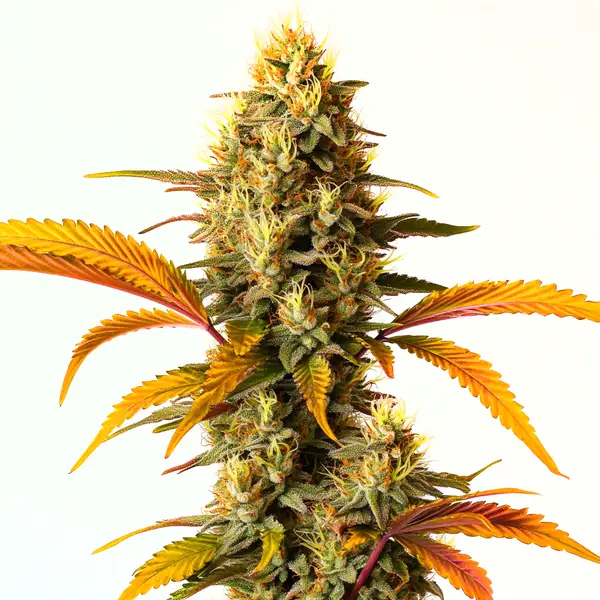 Hellfire OG Auto – Blimburn Seeds