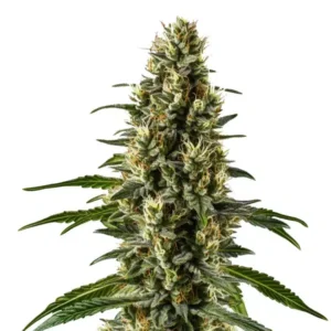 Herijuana – Blimburn Seeds