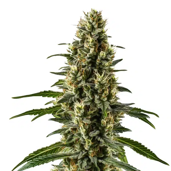 Herijuana – Blimburn Seeds