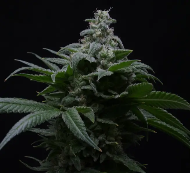 Hibiscus Auto Autoflower – Alchimia Grow Shop