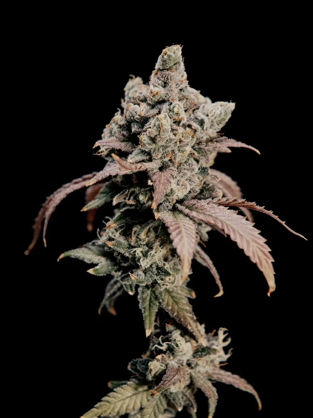 Hidden Vice Feminized – Alchimia Grow Shop