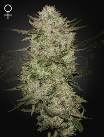 HighCloudZ Auto – Cannoptikum