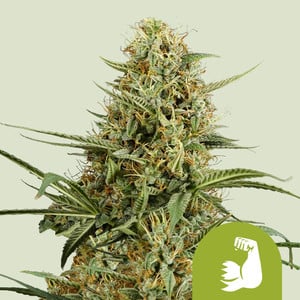 HulkBerry Auto – Royal Queen Seeds