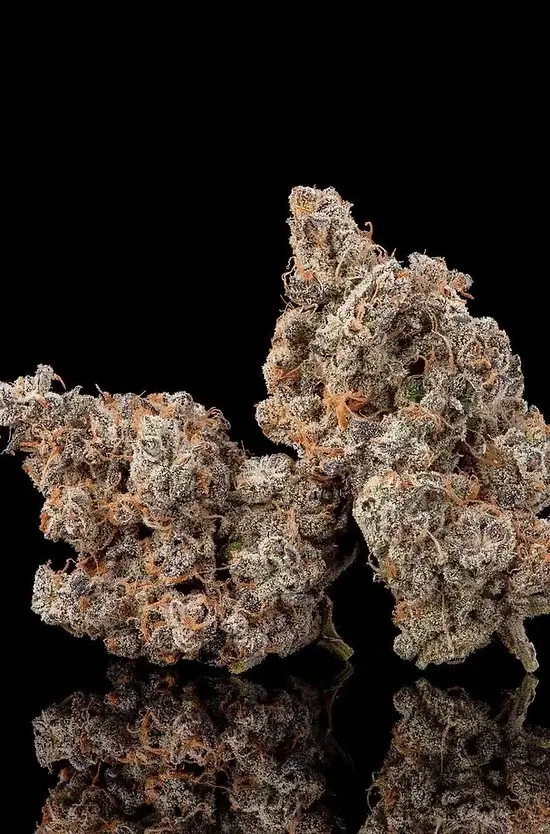 Ice Pie Feminized – Alchimia Grow Shop