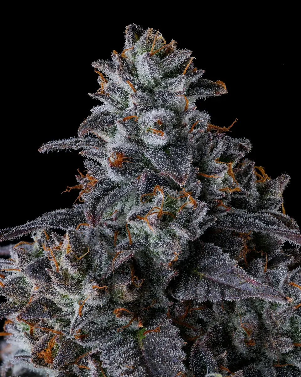 Inside Joke Feminized – Alchimia Grow Shop