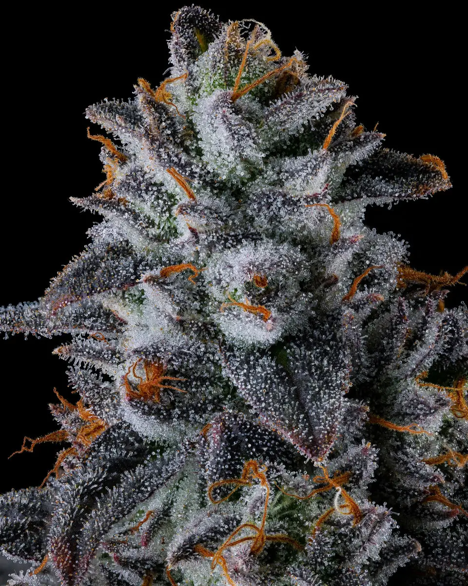 Inside Joke Feminized – Alchimia Grow Shop