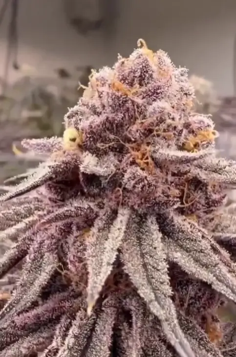 Ipanema Feminized – Alchimia Grow Shop