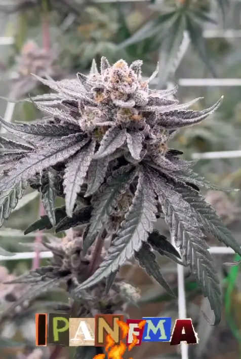 Ipanema Feminized – Alchimia Grow Shop