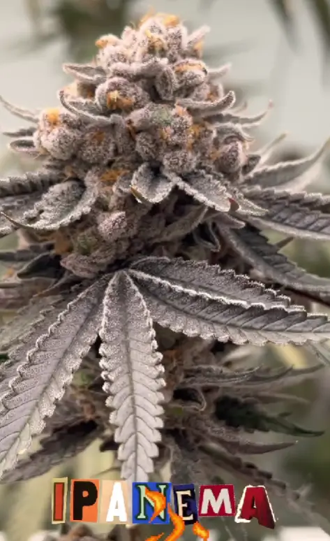 Ipanema Feminized – Alchimia Grow Shop
