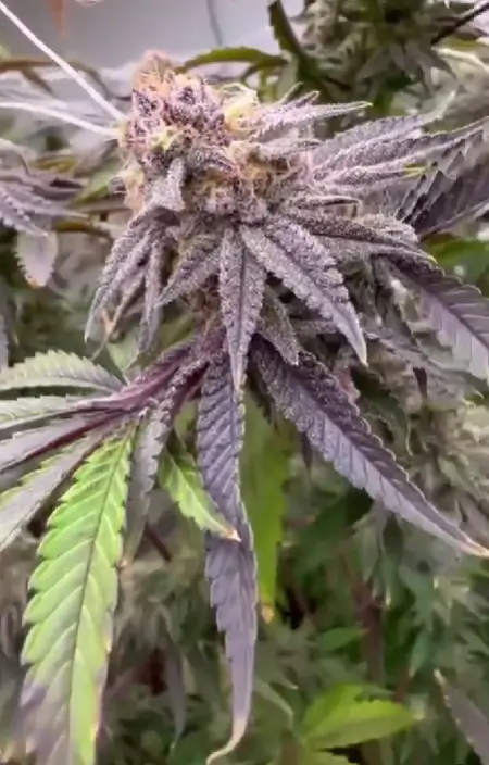 Ipanema Feminized – Alchimia Grow Shop