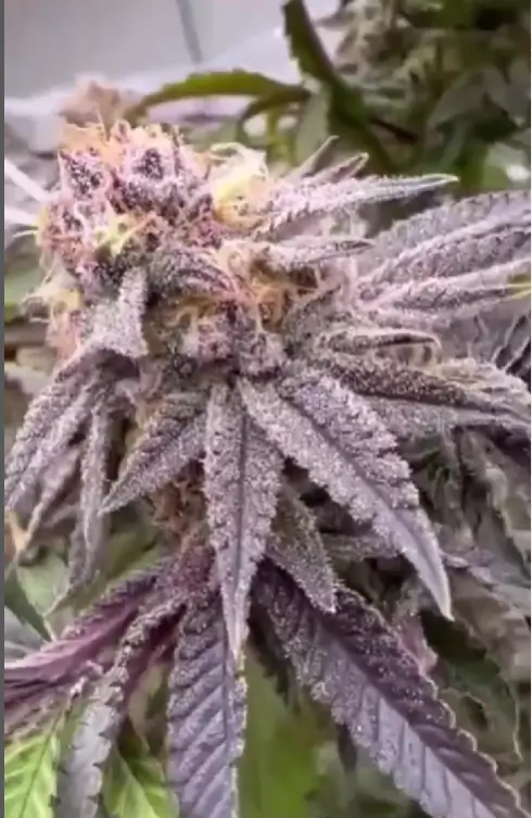 Ipanema Feminized – Alchimia Grow Shop