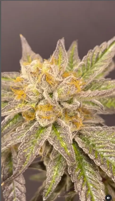 Ipanema Feminized – Alchimia Grow Shop