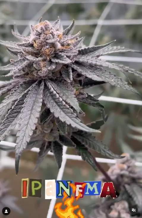 Ipanema Feminized – Alchimia Grow Shop