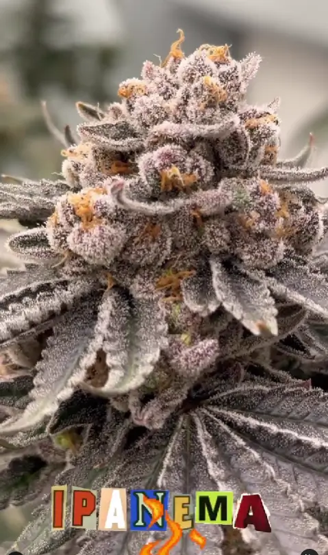 Ipanema Feminized – Alchimia Grow Shop