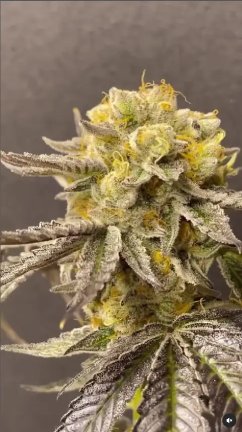 Ipanema Feminized – Alchimia Grow Shop