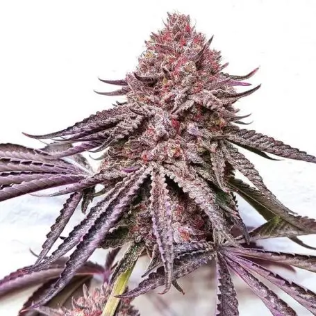 Ipanema Feminized – Alchimia Grow Shop