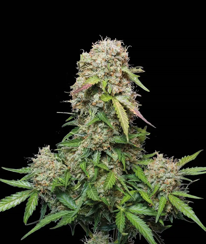 Jack Herer Auto Autoflower – Alchimia Grow Shop