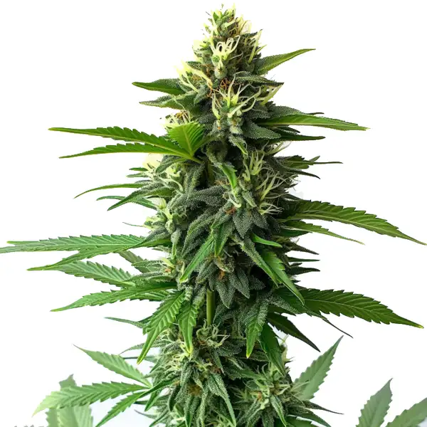 Amsterdam Legends – Blimburn Seeds