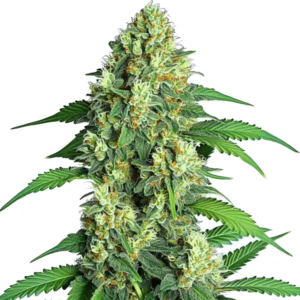 Jamaican – Blimburn Seeds