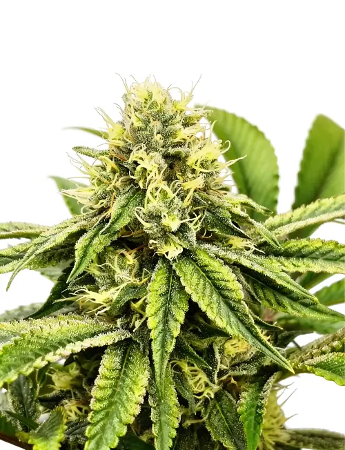 Jamon & Melon Feminized – Alchimia Grow Shop