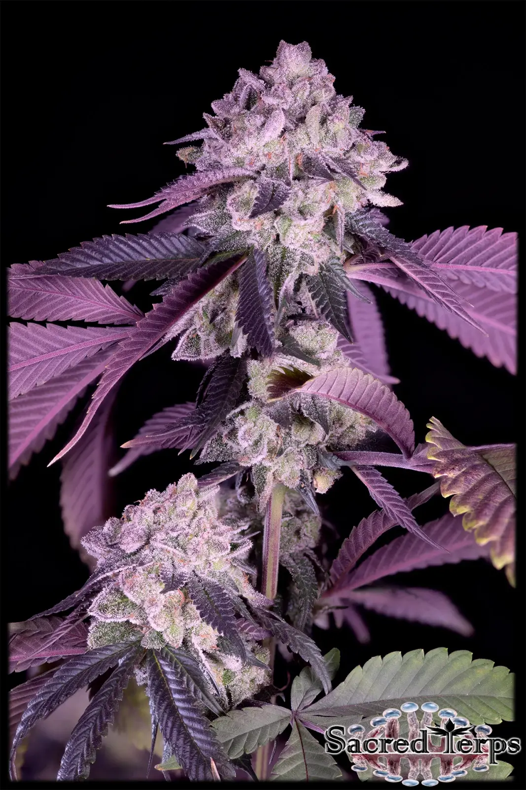 Jealousy Feminized – Alchimia Grow Shop