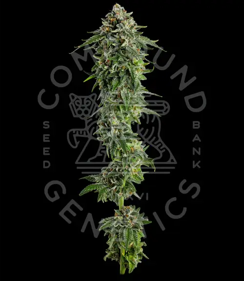 Jet Puft Feminized – Alchimia Grow Shop