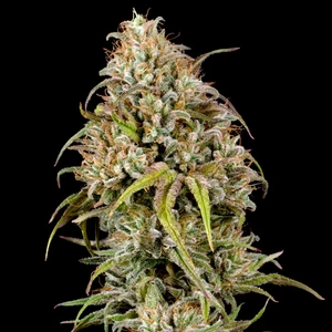 Joanne's CBD – Royal Queen Seeds