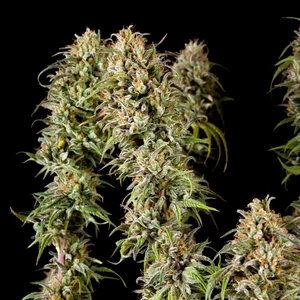 Joanne's CBD – Royal Queen Seeds