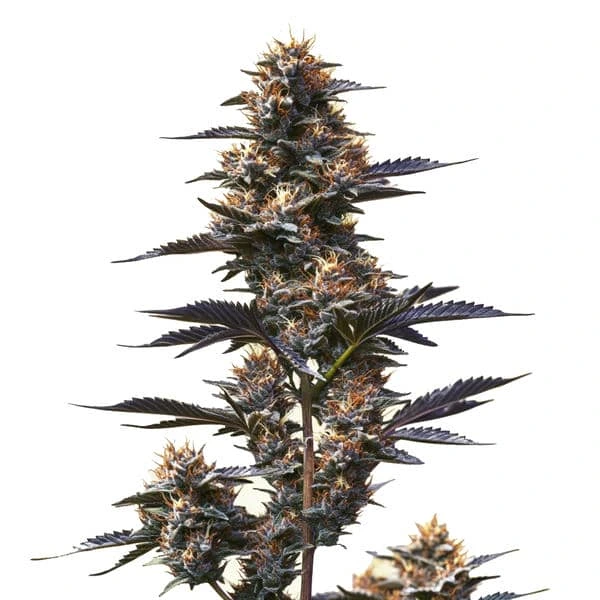 Jokerz – Blimburn Seeds