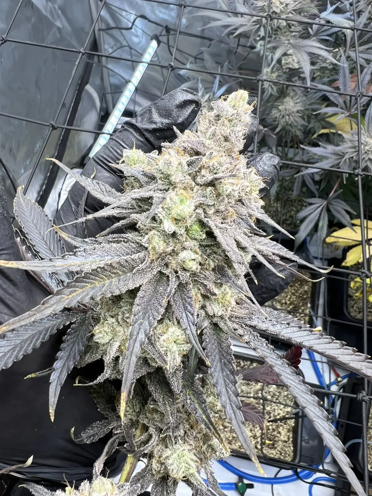 Juice Pack Feminized – Alchimia Grow Shop