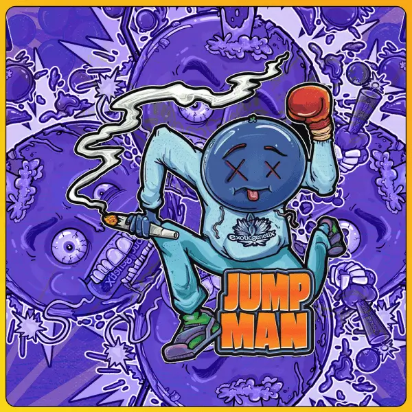 Jump Man Feminized – Alchimia Grow Shop