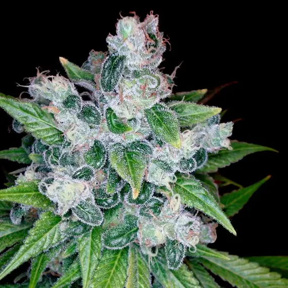 Kandy Kush Feminized – Alchimia Grow Shop