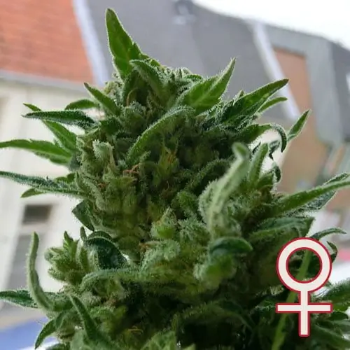 KC 33 Feminized – Alchimia Grow Shop