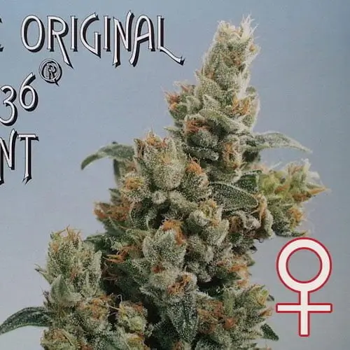 KC 36 Feminized – Alchimia Grow Shop