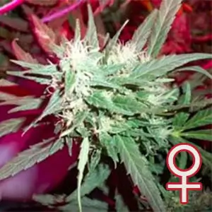 K.C. 39 Feminized – Alchimia Grow Shop